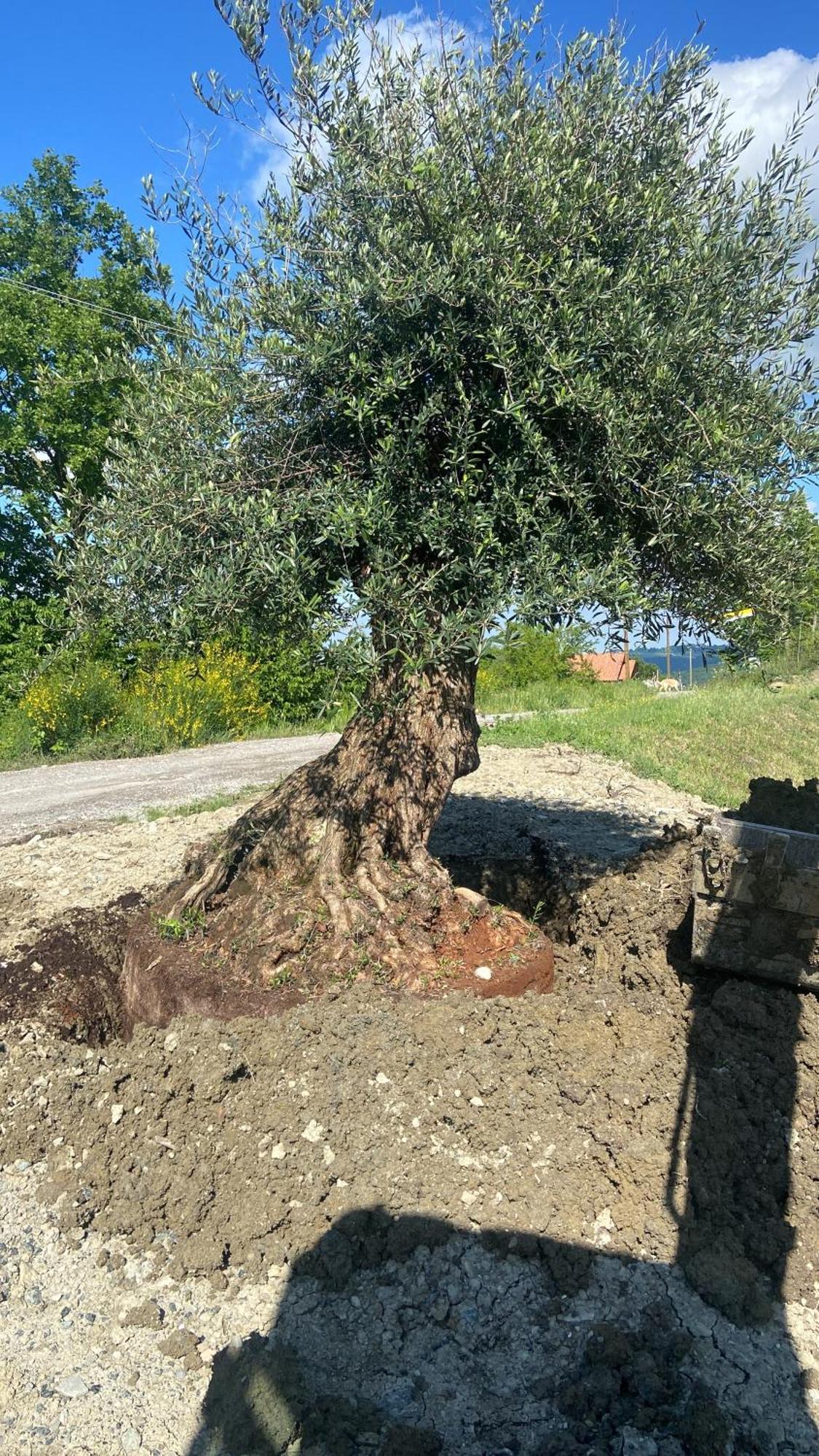 Agriturismo Cergallina Vernasca Kültér fotó