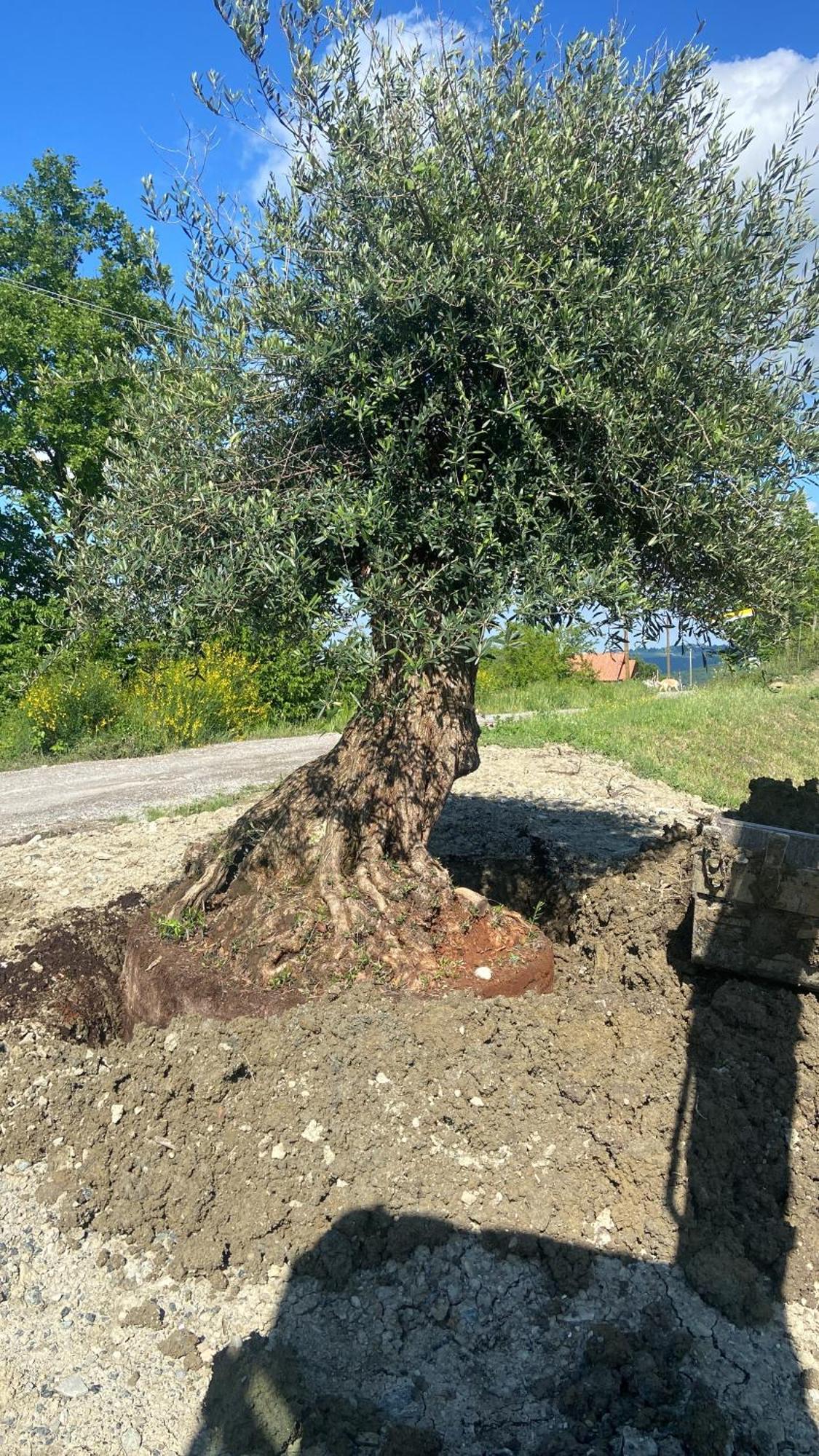 Agriturismo Cergallina Villa Vernasca Kültér fotó